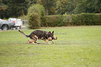 Champ vom Rischebachtal