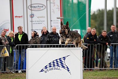 Champ vom Rischebachtal