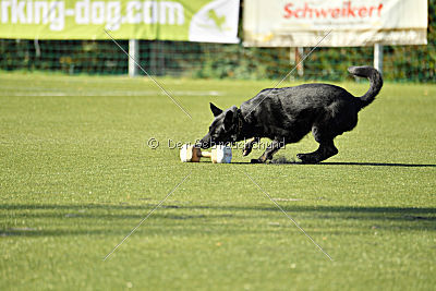 Champion von Neo Karthago