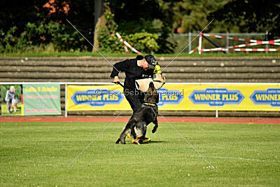 Chapa vom Drachenwolf