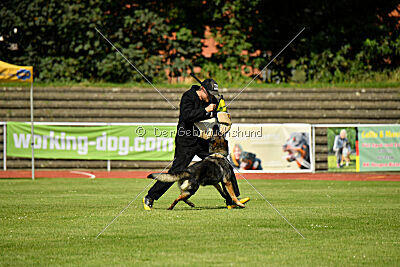 Chapa vom Drachenwolf