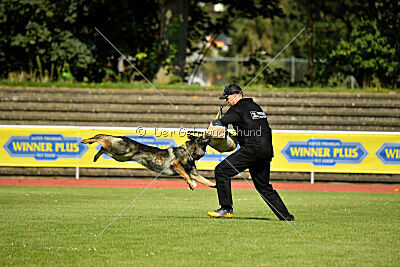 Chapa vom Drachenwolf