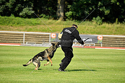 Chapa vom Drachenwolf