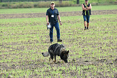 Chapa vom Drachenwolf