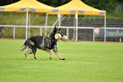 Chapa vom Drachenwolf