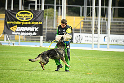 Chapa vom Drachenwolf