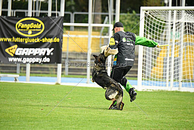 Chapa vom Drachenwolf