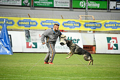 Chapa vom Drachenwolf