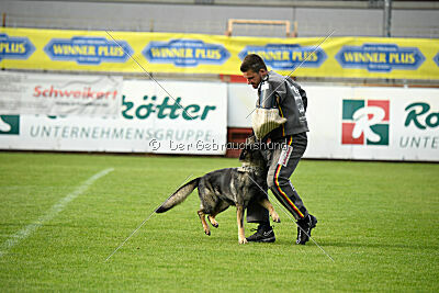 Chapa vom Drachenwolf