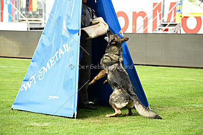 Chapa vom Drachenwolf