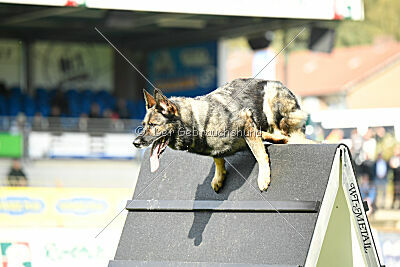 Chapa vom Drachenwolf