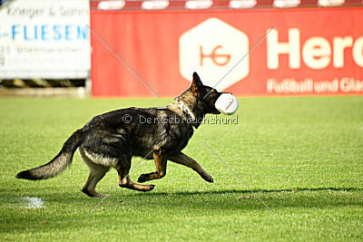 Chapa vom Drachenwolf