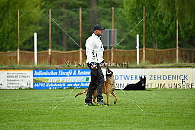 Chelsea von den Mecklenburger Rüpeln