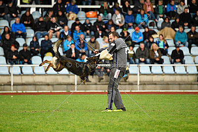 Chicco vom Weinbergblick