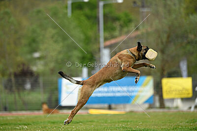 Chicka Force Canina