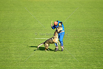 Chili Hause Calligaris