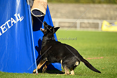 Chira von den Koschis