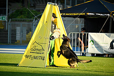 Chitto vom Drachenwolf