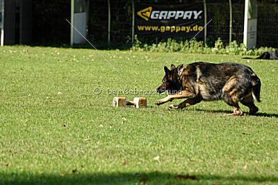 Chitto vom Drachenwolf