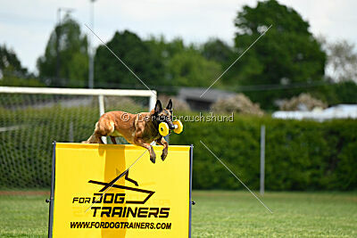 Civan Av Schwarz Engeln