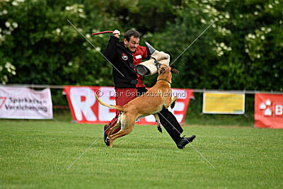 Clooney vom Clan der Wölfe