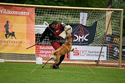 Clooney vom Clan der Wölfe