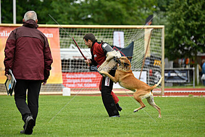 Clooney vom Clan der Wölfe