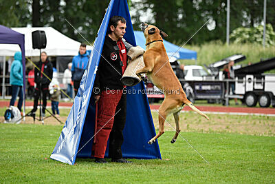 Clooney vom Clan der Wölfe