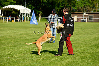 Clooney vom Clan der Wölfe