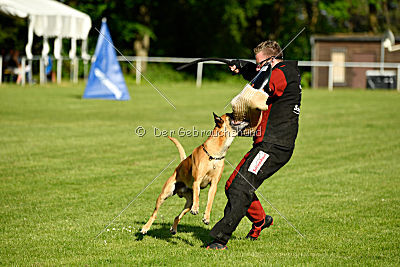 Clooney vom Clan der Wölfe