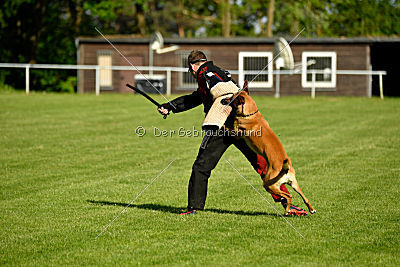Clooney vom Clan der Wölfe