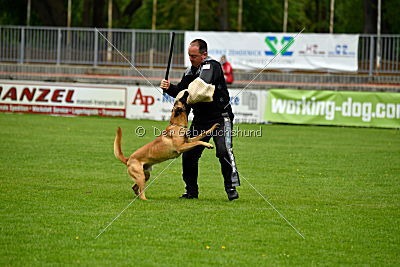 Codie von der schwarzen Mamba