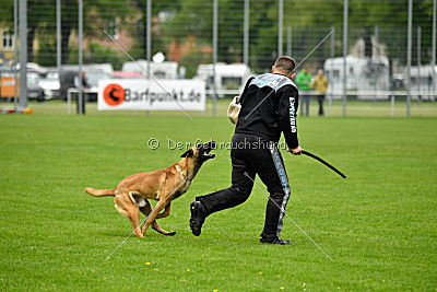 Codie von der schwarzen Mamba