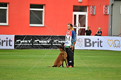 Colt vom Further Moor