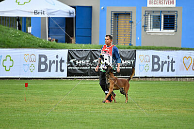 Colt vom Further Moor