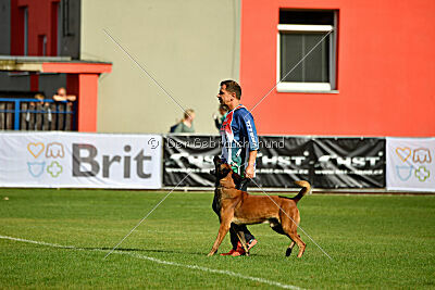 Colt vom Further Moor