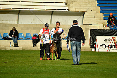 Colt vom Further Moor