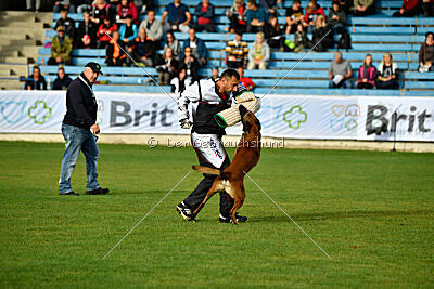 Colt vom Further Moor