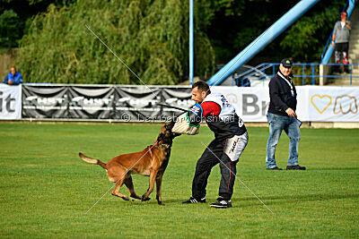 Colt vom Further Moor