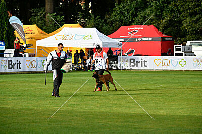 Colt vom Further Moor