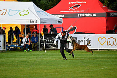 Colt vom Further Moor