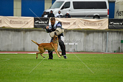 Conan vom Clan der Wölfe