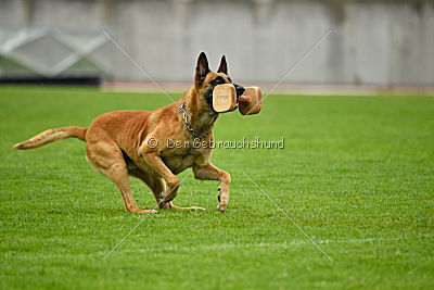 Conan vom Clan der Wölfe