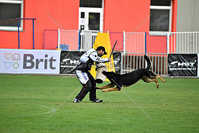 Condor Vikar