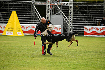 Condor Vikar