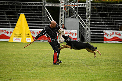 Condor Vikar