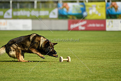 Cooper vom Haus Oliver