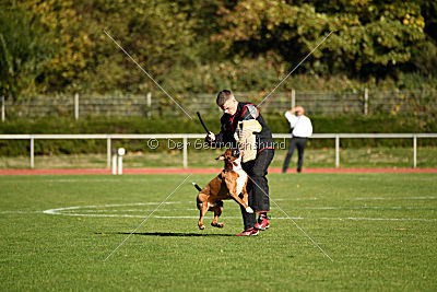 Corleone von den Strong Boxern