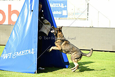 Coxx von der germanischen Wolfsschanze