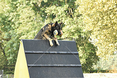 Coxx von der germanischen Wolfsschanze